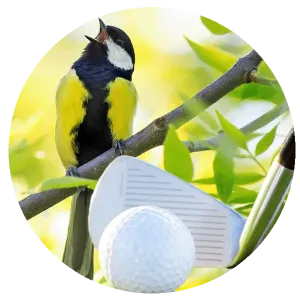 bird in a tree with golf club